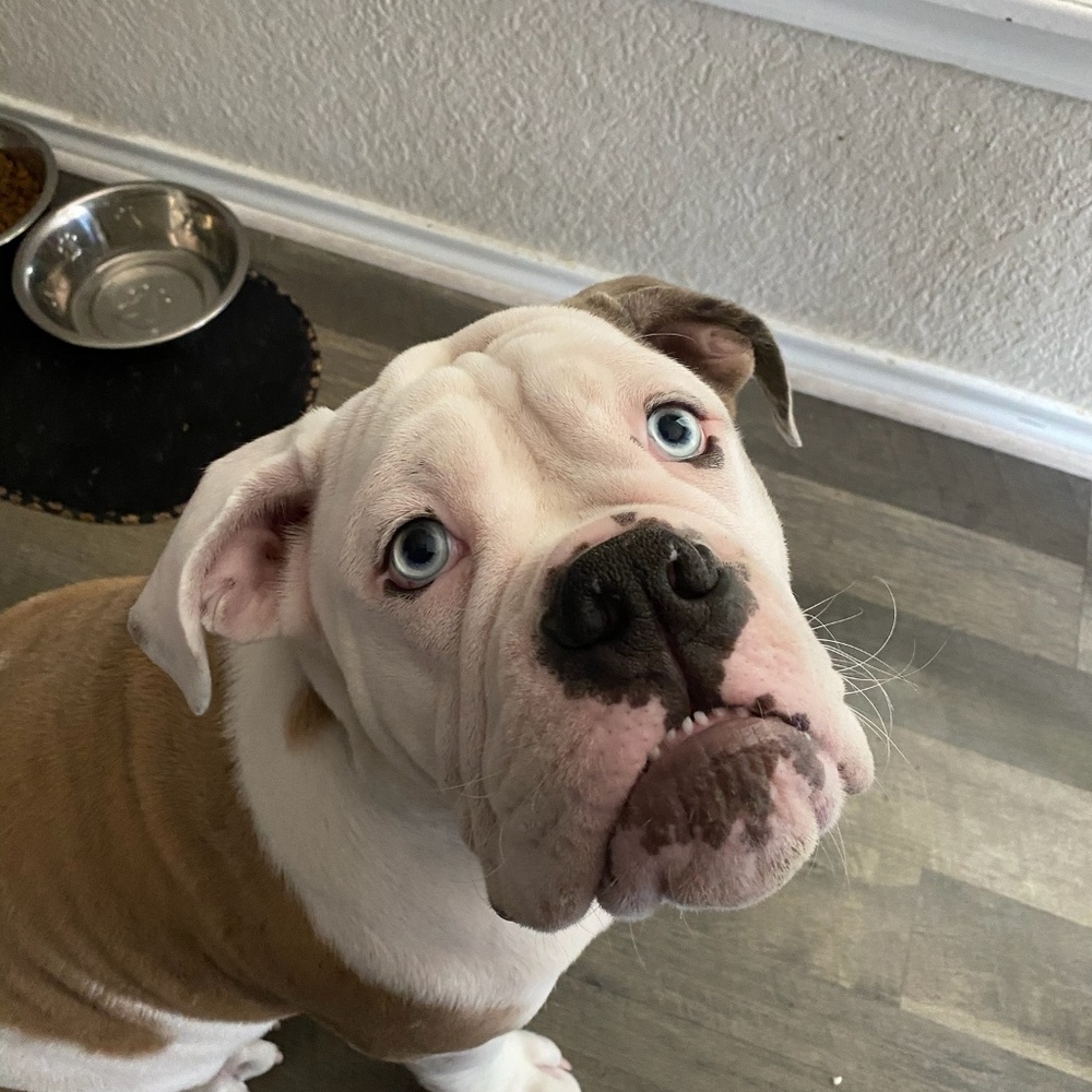 Meet your Posher, Gabriel